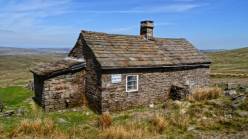 Cowslip The Pennine Way United Kingdom,John Millen Patch of cowslips, May, on the Pennine way