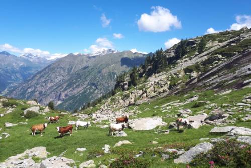 tourhub | UTracks | Monte Rosa Alpine Walk 