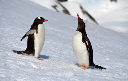 tourhub | World Expeditions | Antarctica - Land of Penguins & Icebergs Explorer 
