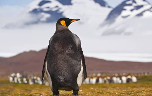 tourhub | World Expeditions | Antarctica, South Georgia & Falkland Islands Awakening 