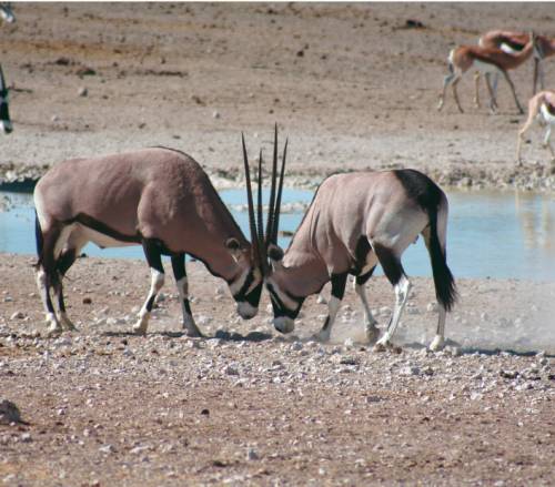 tourhub | World Expeditions | Southern African Desert Rivers and Wildlife (VFA to WDH) 