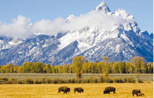 tourhub | World Expeditions | Grand Canyon, Yellowstone and Rocky Mountain Trails 