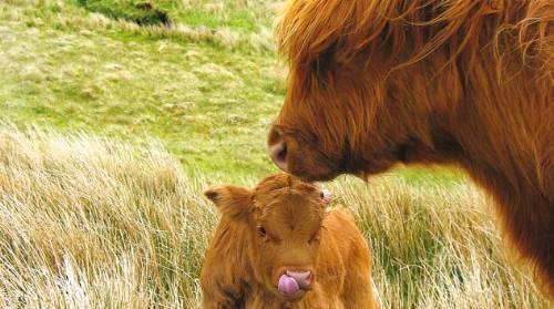 tourhub | Walkers' Britain | Scottish Highlands Cycle 