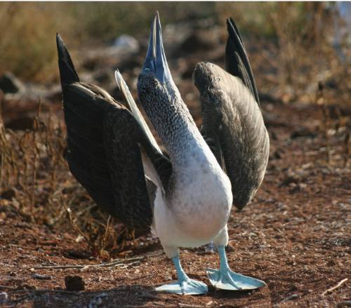 tourhub | World Expeditions | Galapagos Islands: Bays & Beaches aboard Origin, Theory & Evolve 