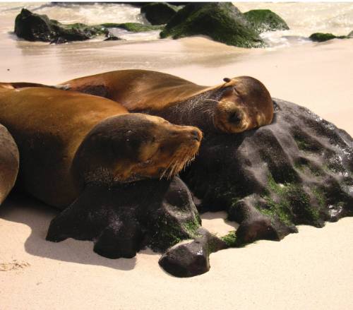 tourhub | World Expeditions | Galapagos Islands: Bays & Beaches aboard Origin, Theory & Evolve 