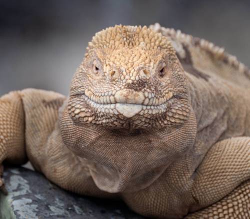 tourhub | World Expeditions | Galapagos Islands: Bays & Beaches aboard Origin, Theory & Evolve 