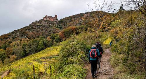 tourhub | Walkers' Britain | Alsace Vineyard Trails 